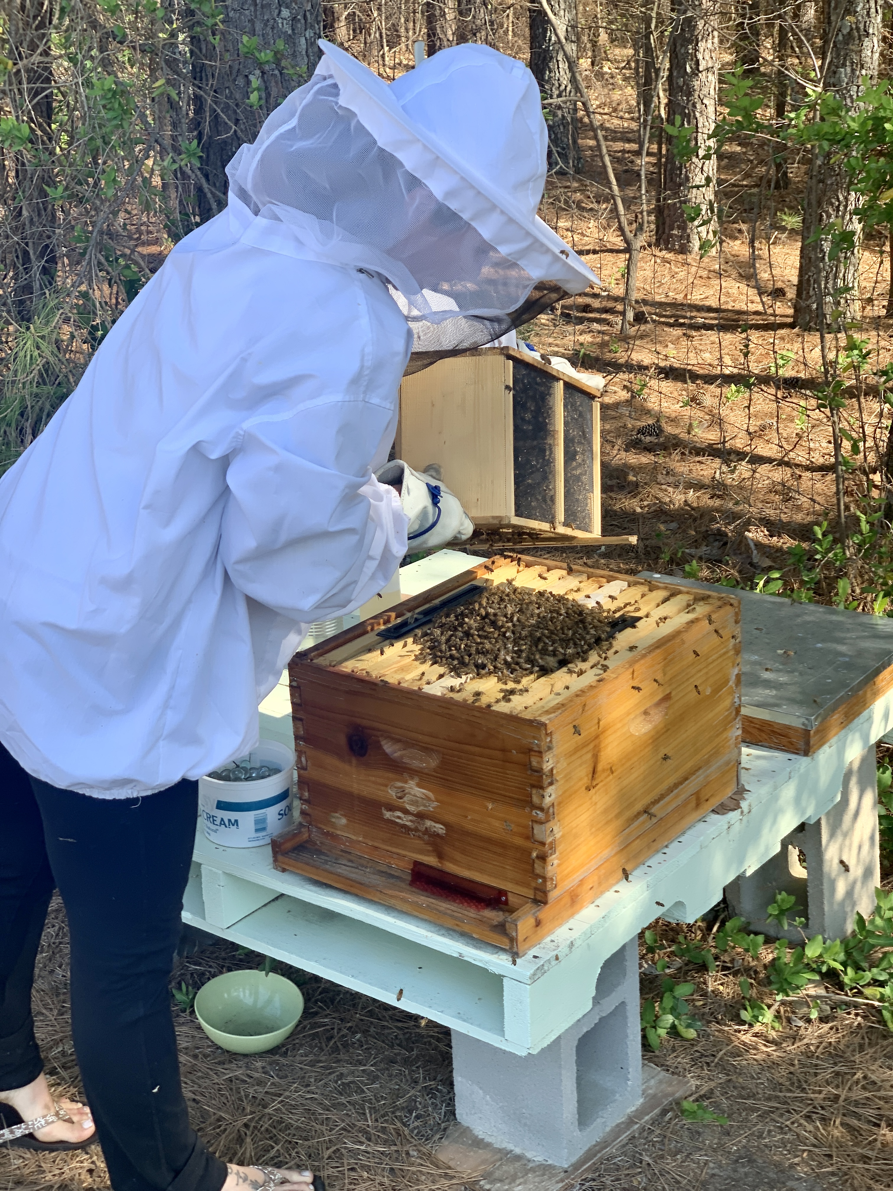 Bees 23